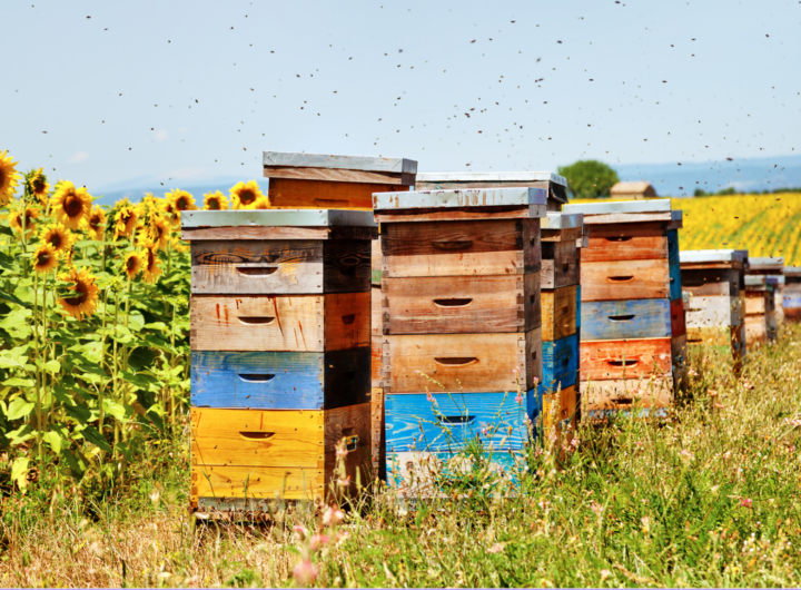Domek Pszczeli Inhalacja: Odkryj Niezwykły Świat Pszczół